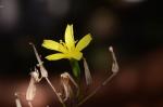 Mauerlattich - Lactuca muralis