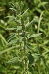 Andornähnlicher Katzenschwanz - Chaiturus marrubiastrum