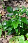 Gewöhnliche Mahonie - Mahonia aquifolium