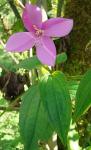 : - Arthrostemma ciliatum