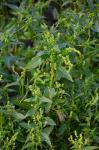 Einjähriges Bingelkraut - Mercurialis annua