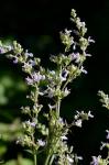 Kahle Katzenminze - Nepeta nuda