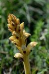 Gelbe Sommerwurz - Orobanche lutea
