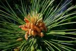 Schwarzkiefer - Pinus nigra