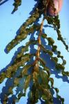 Krauses Laichkraut - Potamogeton crispus
