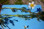 Haarblättriger Wasserhahnenfuß - Ranunculus trichophyllus