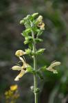 Klebriger Salbei - Salvia glutinosa