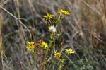 Jakobs Kreuzkraut - Senecio jacobaea