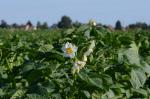 Kartoffel - Solanum tuberosum