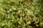 Bach-Sternmiere - Stellaria alsine