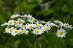 Straußblütige Wucherblume - Tanacetum corymbosum