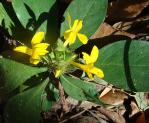 : - Barleria oenotheroides