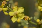 Mehlige Königskerze - Verbascum lychnitis