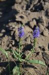 Ähriger Ehrenpreis - Veronica spicata