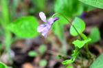 Wald-Veilchen - Viola reichenbachiana