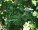 :-Bernardia myricifolia