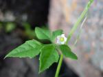 : - Cyclanthera dissecta