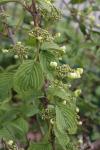Milchorangenbaum - Maclura pomifera