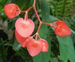 : - Begonia peltata