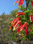 :-Erica versicolor