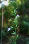 : - Hedeoma drummondii