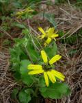 : - Berlandiera betonicifolia