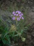 : - Abronia angustifolia