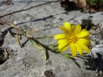: - Heterotheca stenophylla