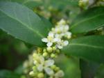 : - Ilex vomitoria