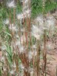 : - Andropogon leucostachyus