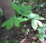 Amerikanische Sarsapill - Aralia nudicaulis