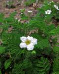 : - Chamaebatia foliolosa