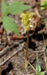 Eingewachsener Korallenwurz - Corallorhiza trifida