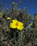 : - Dendromecon rigida