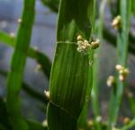: - Homalocladium platycladum