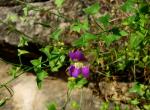 : - Maurandya antirrhiniflora