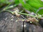 Selbstkletternde Jungfernrebe - Parthenocissus quinquefolia