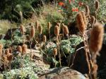Mattenbildende Felsspiere - Petrophytum caespitosum