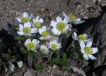 : - Pulsatilla occidentalis
