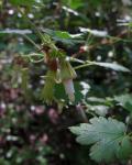 : - Ribes victoris