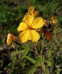 : - Senna roemeriana