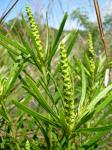 : - Stillingia texana