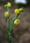 : - Thamnosma texana