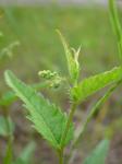 : - Tragia urticifolia