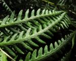 : - Woodwardia fimbriata