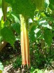 : - Brugmansia sanguinea subsp. vulcanicola