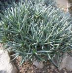 :-Aloe dichotoma subsp. ramosissima
