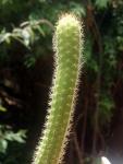 : - Cleistocactus samaipatanus
