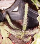 : - Euphorbia baioensis