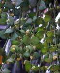 : - Dischidia formosana